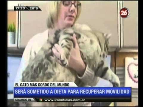 el gato m&aacute;s gordo del mundo que pesaba 18 kilos