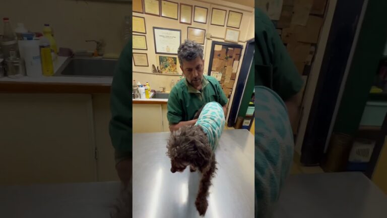 Lo que Todo Due&ntilde;o de Perro Debe Saber
