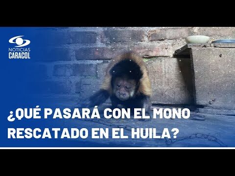 La Labor de los Veterinarios