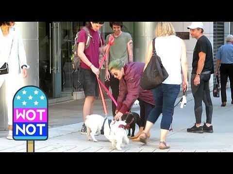 los Bulldogs franceses, favoritos de las celebridades, sufren alto riesgo de lesiones