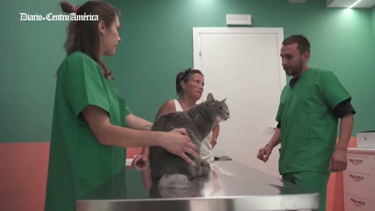 Roma inaugura la primera cl&iacute;nica veterinaria social en Italia para mascotas de personas vulnerables