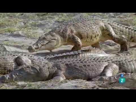 Desmitificando la Sobrepoblaci&oacute;n de Cocodrilos en el Pa&iacute;s