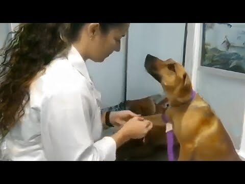 Guía Esencial