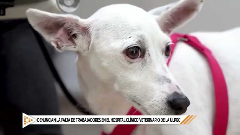 El Cabildo de Gran Canaria Prioriza la Expansión del Hospital Veterinario de ULPGC en Arucas