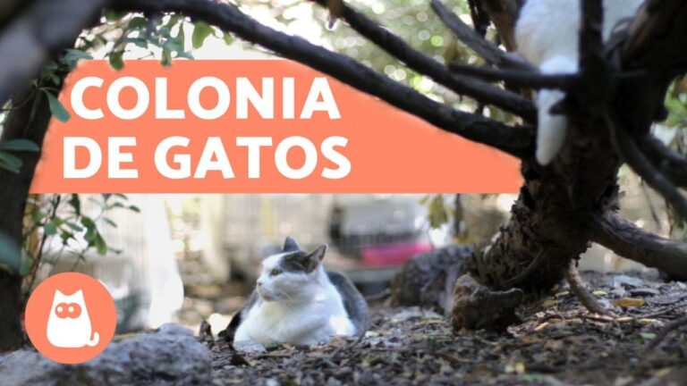 Clave para Reducir Eutanasias y Mejorar la Salud Mental de Veterinarios