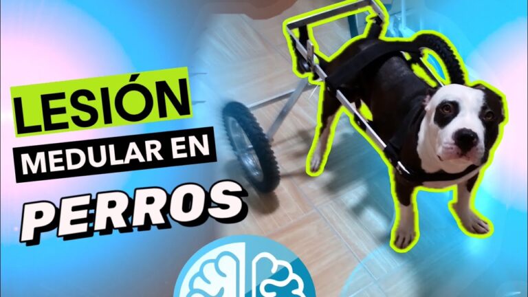 La clave para combatir la osteoartritis en mascotas geriátricas