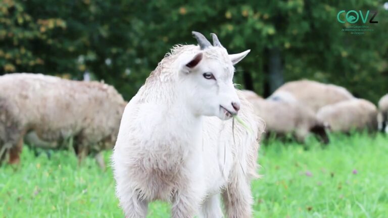 Reconocimientos a la Compromiso Social y Profesional
