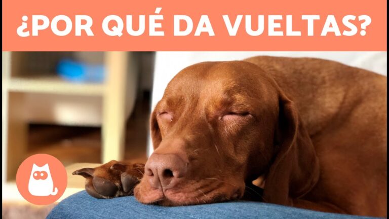 Descubre la sorprendente raz&oacute;n por la que tu perro da vueltas antes de acostarse