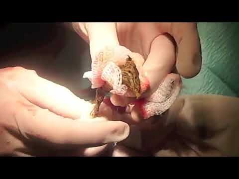 H&eacute;roes del Bienestar Animal y la Salud P&uacute;blica