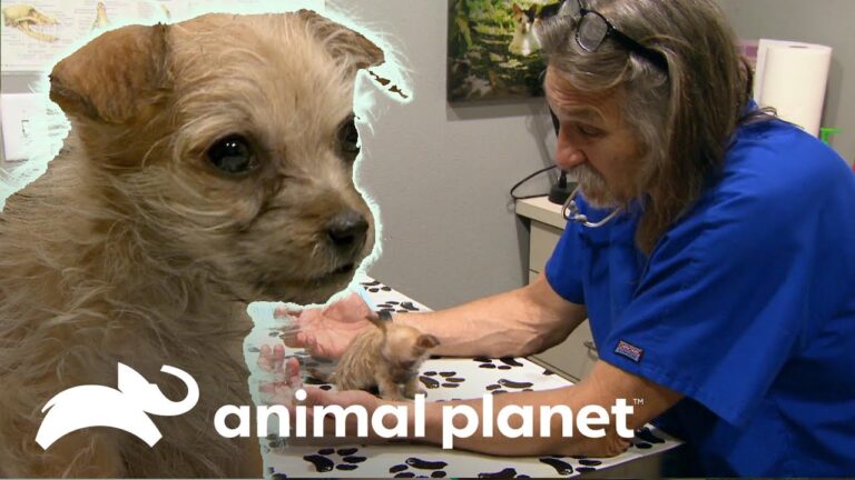 Veterinarios alertan sobre los peligros de pasear mascotas por el barro tras las inundaciones