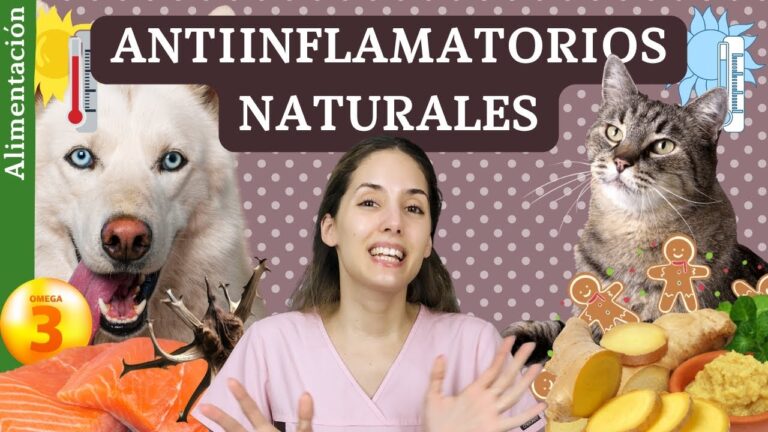 La App Recomendada por Expertos para Medir el Dolor en Mascotas con Precisi&oacute;n