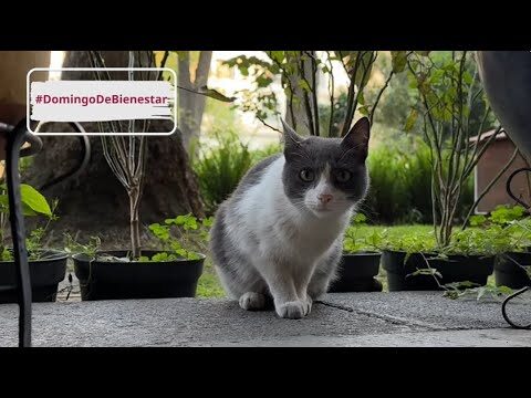 Claves para una Vida Saludable