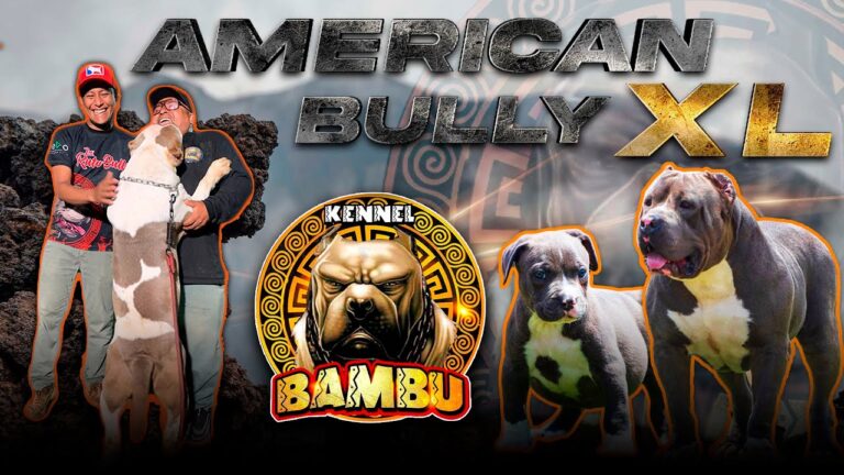 Mujer de 31 a&ntilde;os recibe condena por negligencia hacia su perro XL Bully y alega no buscar ayuda por un embargo gubernamental