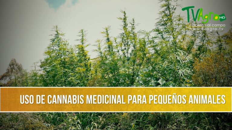 Brasil Autoriza el Uso de Cannabis Medicinal en Veterinaria