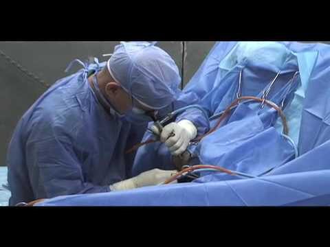La Rinconada y Veterinarios de Sevilla renuevan acuerdo para el registro de mascotas