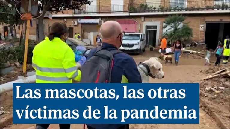 Rescatando a los Animales Afectados por la DANA en Valencia