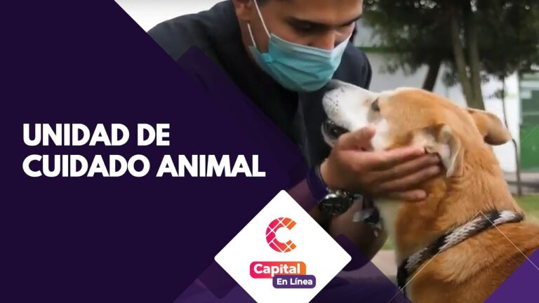 El Papel Crucial de los Veterinarios en la Salud Global