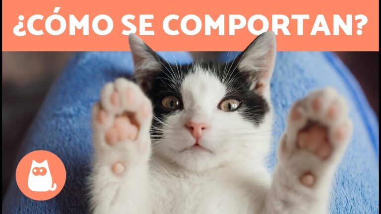 10 Comportamientos de tu Gato que No Debes Ignorar, Seg&uacute;n un Veterinario