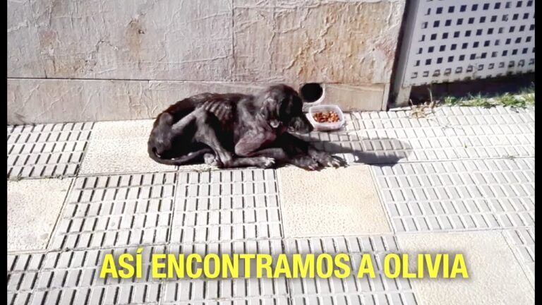 &iexcl;&Uacute;nete a la causa! Ayuda a los animales abandonados en necesidad