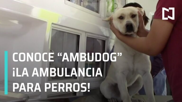 &iquest;Est&aacute;n los perros en una nueva etapa de adaptaci&oacute;n?