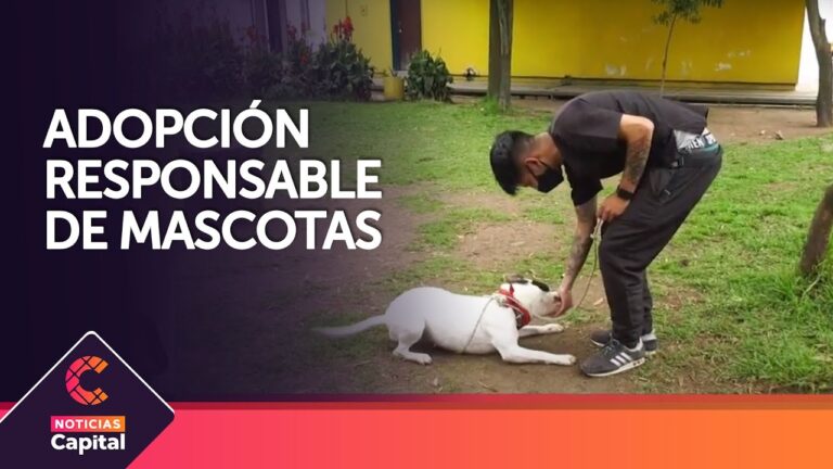 Organizaciones Piden Cuidado al Regalar Mascotas esta Navidad