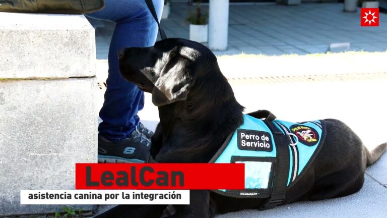 El auge de los servicios psiqui&aacute;tricos para mascotas en Espa&ntilde;a