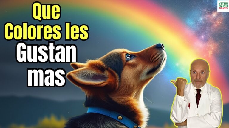 Descubre los 2 colores que hacen feliz a tu perro, seg&uacute;n veterinarios