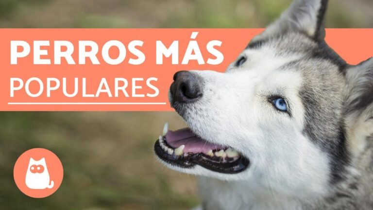 ¡Cuidado! Los Bulldogs Franceses y sus Riesgos de Fracturas y Neumonía