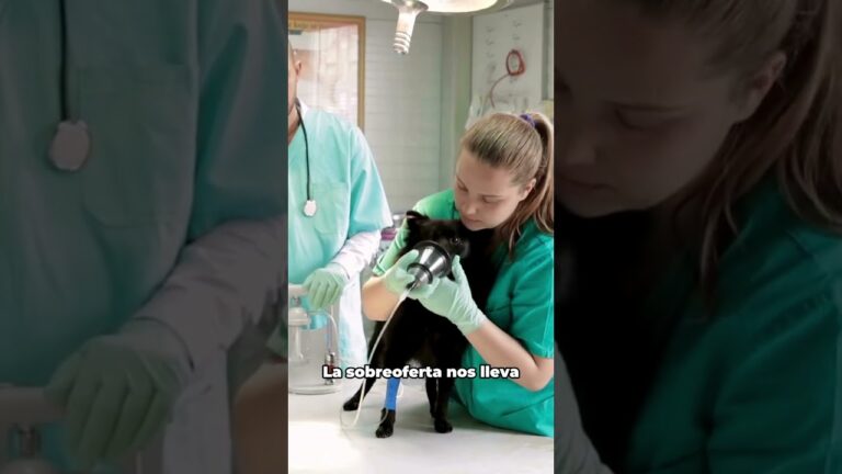 61 Veterinarios en Salamanca en Peligro