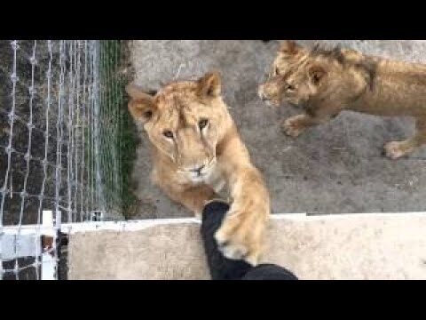 Kiara, la primera jaguar en Colombia que se somete a cirug&iacute;a de cataratas en la Hacienda N&aacute;poles