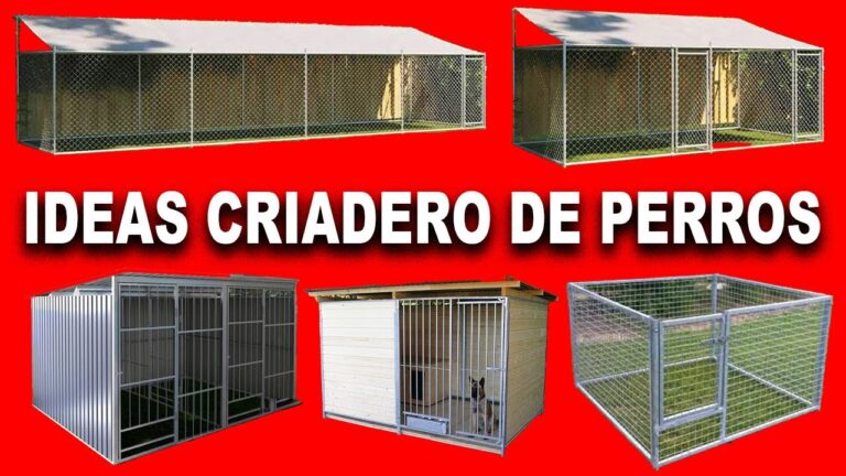 Exige pruebas de salud y ADN al comprar un perro de criador, advierte experto