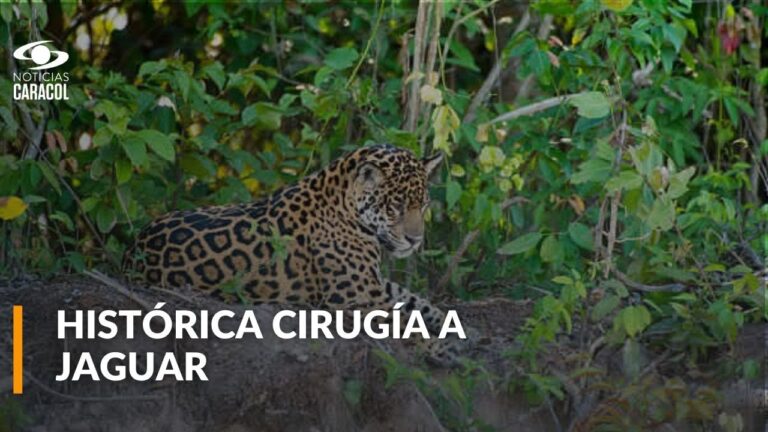 La primera jaguar en Colombia operada con &eacute;xito de cataratas