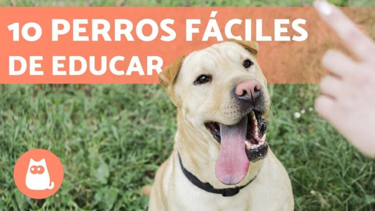 Las Razas de Perros Más Difíciles Según Veterinarios