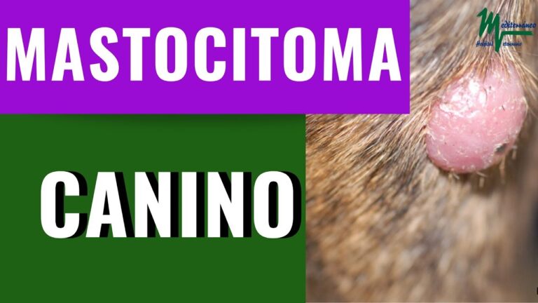 Veterinarios espa&ntilde;oles logran tratar un raro mastocitoma en el colon de un Bulldog Franc&eacute;s