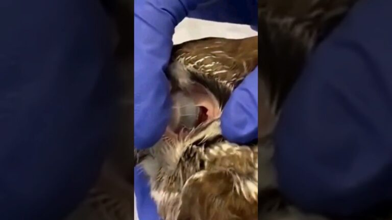 &iexcl;Incre&iacute;ble! Descubre c&oacute;mo son realmente las orejas de un b&uacute;ho