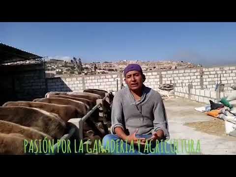 Protecci&oacute;n de m&aacute;s de 2.5 millones de cabezas de ganado en Per&uacute; gracias a Agro Rural en 2024