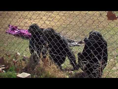 La Importancia de Proteger Nuestra Fauna en el Valle de Aburr&aacute;