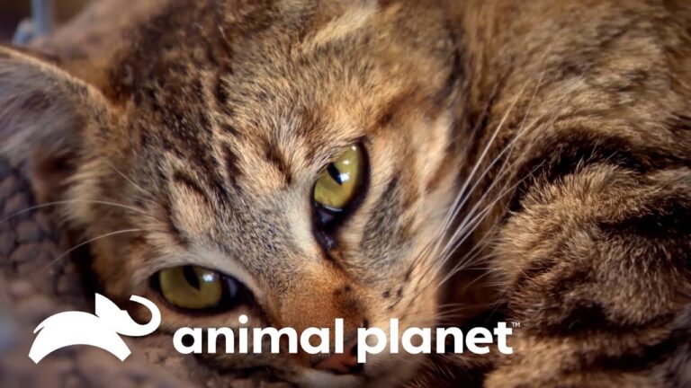 Prevención y Responsabilidad Clave para el Bienestar de las Mascotas