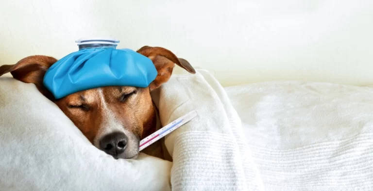 El impacto de los desequilibrios hormonales en la salud de las mascotas