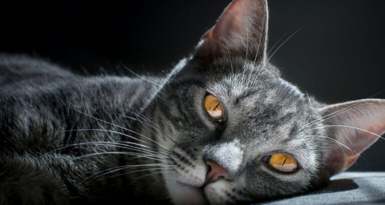 Enfoque en Endocrinolog&iacute;a Animal