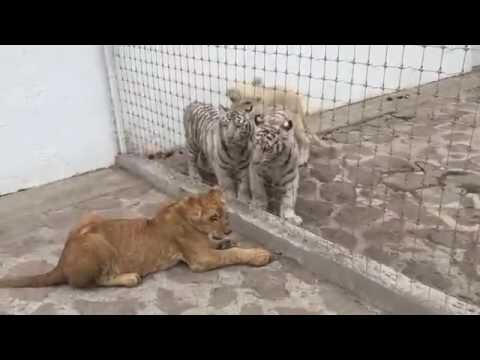 La primera jaguar en Colombia que se somete a cirug&iacute;a de cataratas en Hacienda N&aacute;poles