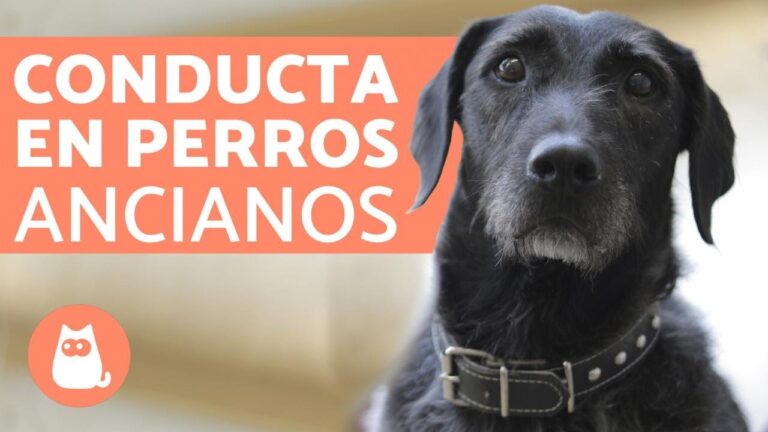 &iquest;Cu&aacute;ndo es el momento adecuado para sacrificar a un perro anciano?