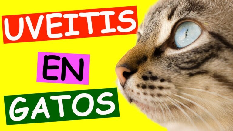 el caso de una gata Birmana