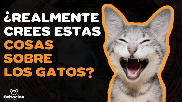 La verdad que todo veterinario debe contar