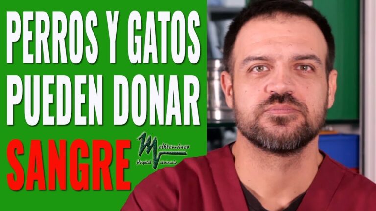 h&eacute;roes silenciosos en la atenci&oacute;n veterinaria