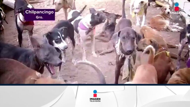 &iexcl;Basta de regalos impulsivos! La triste realidad de los animales abandonados tras Navidad