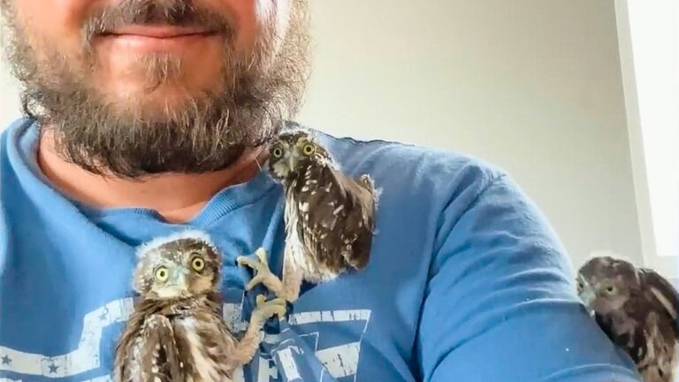 &iexcl;&Uacute;nete a la causa! Ayuda a los animales abandonados