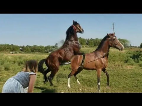 Nuevas Normas para el Manejo Seguro de Caballos en Eventos P&uacute;blicos