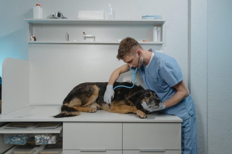 &iexcl;Servicios Veterinarios Gratis!