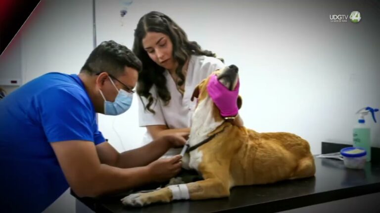 Veterinarios de Jalisco critican nuevos requisitos para llevar perros a EE. UU.